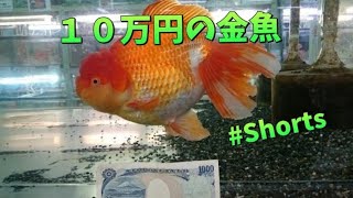１０万円の金魚〜オランダ獅子頭【大井氏】