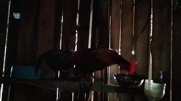 Qaib qus pom 2 qua zoo heev li os qaib nyob ຫຼວງພະບາງ os