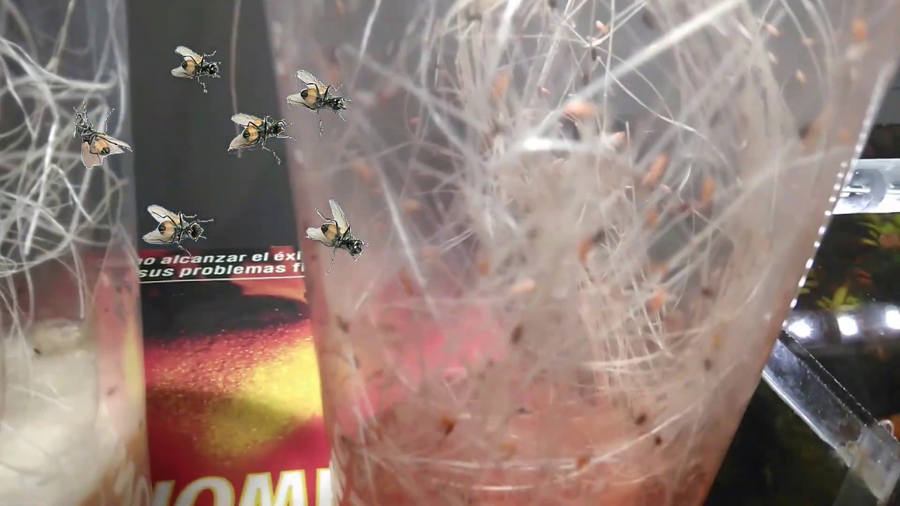 mosca drosophilia alimento vivo necesario para nuestros PECES, REPTILES 🐉 ANFIBIOS. GLOBAL DRY 2020