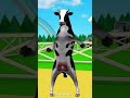 البقرة الراقصة البقرة المضحكة البقرة الحلوب كوميدي مضحك مقطع مضحك