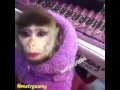 ههههههه اكره قرده في العالم هههههه ههههههه اكره قرده في العالم هههههه
