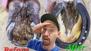 Restoring a neglected horse hoof, SO MUCH TO TAKE OFF  SATISFYING  ASMR