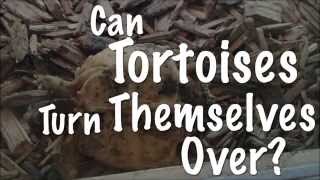 Tortoise Turnover