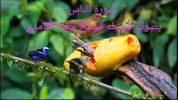 سورة الناس بصوت القاريء الشيخ سعد الغامدي، رواية حفص عن عاصم