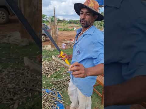 Vídeo: Separando plantas de mandioca: aprenda a dividir uma mandioca