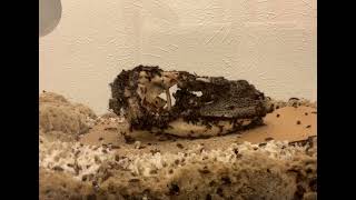Dermestid beetle time lapse monitor lizard skull (with facts)