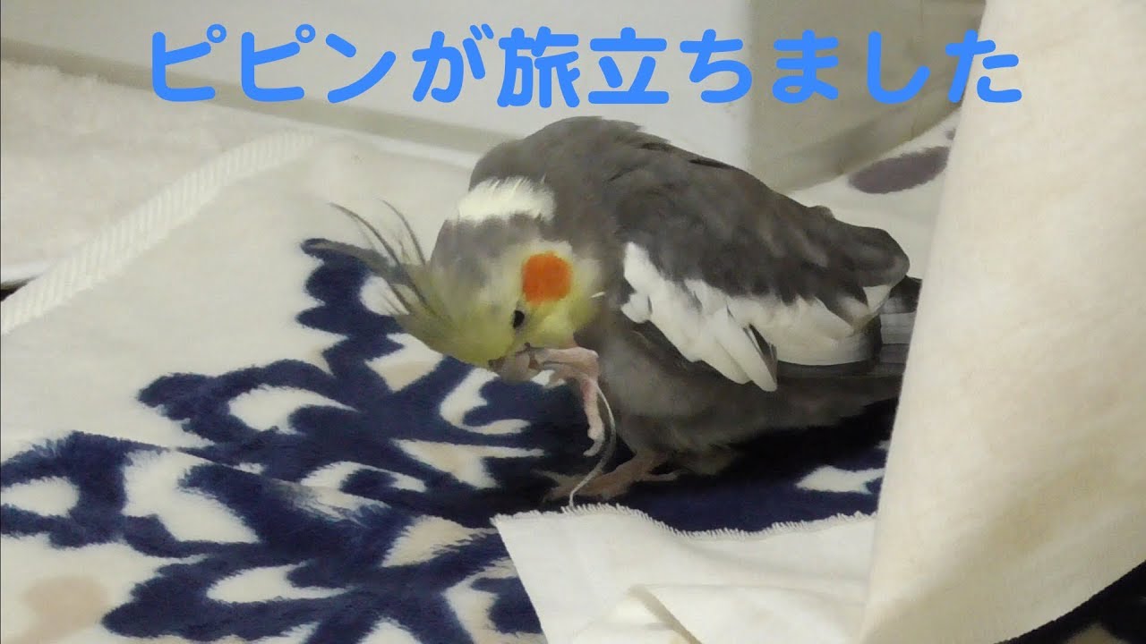 ピピンが旅立ちました オカメインコ Youtube