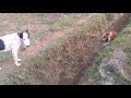 Dog fight into 2 dog meating in  village