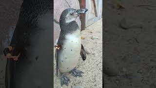 I am a little penguin 🐧🐧🐧😁💕 #viral #shortvideo #funny #travel