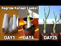 대파 잘라 먹고 다시 심기(25일)ㅣHow to grow new leek from Korean leek🌱