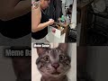 cat reaction 147 #cat #shorts #funny #memes #cute #jumpstyle