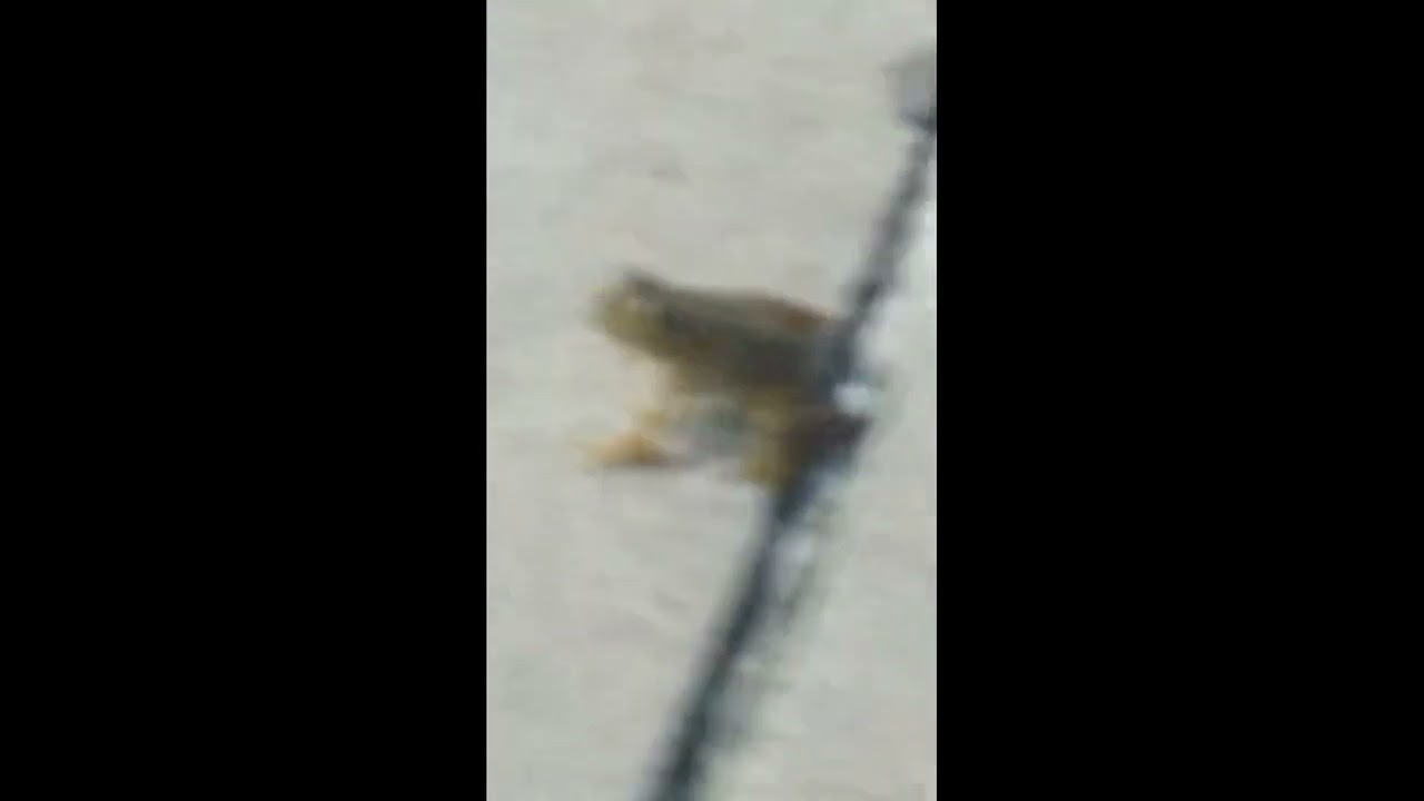 Found an out of focus frog.