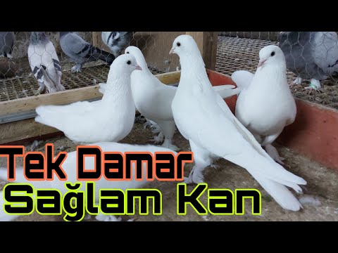 Gittiler.Tek Damar,Sağlam Kan Sütbeyazlar. 6 Adet 1000 Puan. Watsap. Darıca