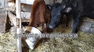 доїння первісної корови 😱 як приручити до доїння ❔