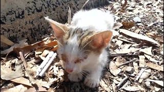 Blind kitten, how he was and how he became by kitten&puppy are a life 2,322 views 6 months ago 6 minutes, 8 seconds