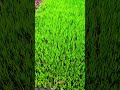 বাংলাদেশ কৃষি #unfrezzmyaccount #vlogwithsohelvillagelifestyleinbangladeshbeautiful #nature #song