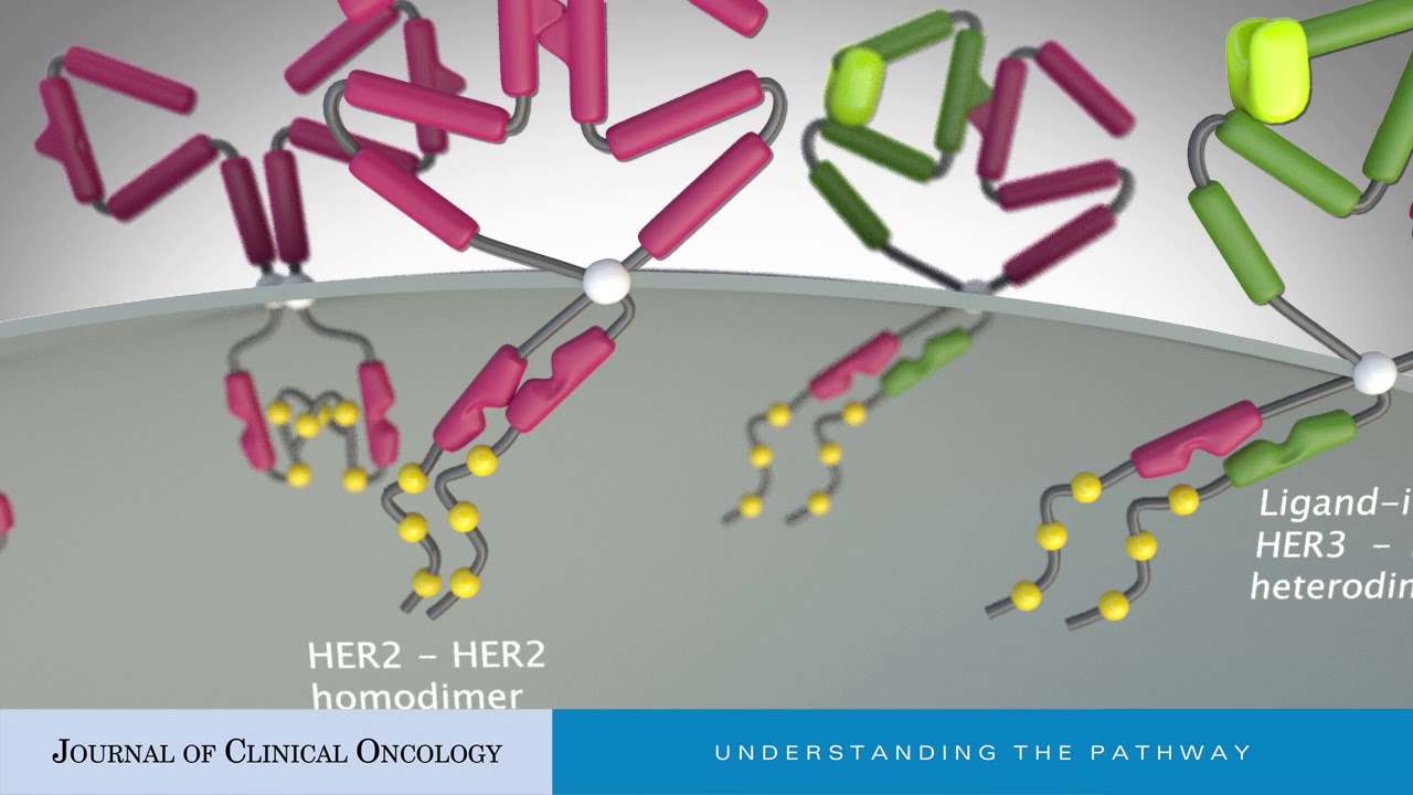 Targeting Her2 By Combination Therapies Journal Of Clinical Oncology