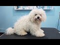 Grooming A Matted Bichon With Very Bad Ear Condition