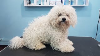 Grooming A Matted Bichon With Very Bad Ear Condition