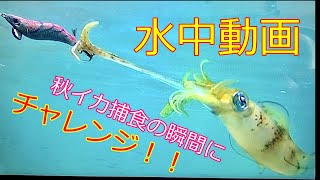 【エギング】【水中映像】秋イカ水中動画で抱く瞬間を撮るぞぉ～