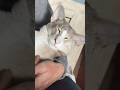 ручной мальчик  #shorts #orientalcat #animals #cat