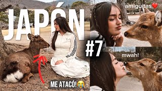 Explorando Nara🇯🇵 y sobreviviendo a los ciervos😃
