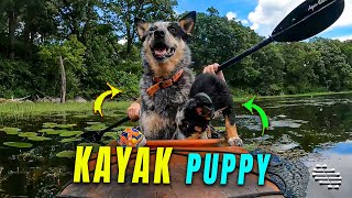 Cattle Dog Pushes Puppy off Kayak