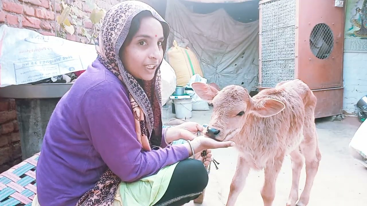 दोस्तों हमारी गौरी को ठंड लग गई है 😤😱