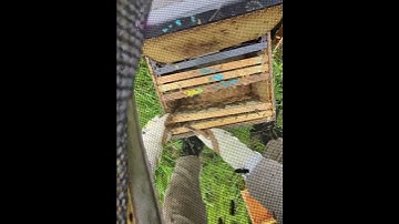 adding boxes to splits I made a few weeks ago. #beekeeping #youtubeshorts