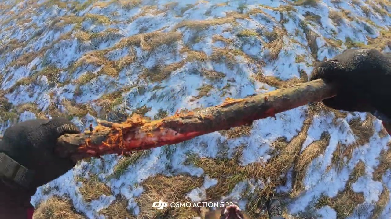 Owczarek Niemiecki na polu / German Shepherd having fun