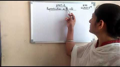 Class 3 EVS REVISION UNIT 2 video 2