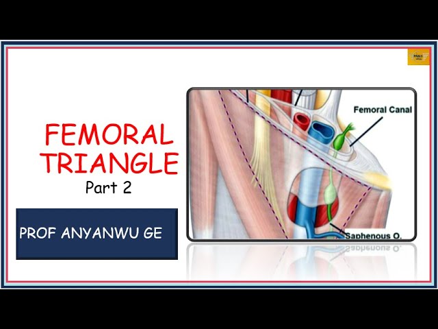 Femoral Triangle, Sheath, Canal, others (pg. 40-41) Flashcards | Quizlet