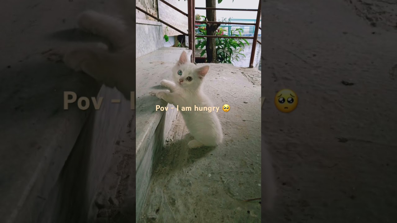 Pov - I am hungry 🥺 