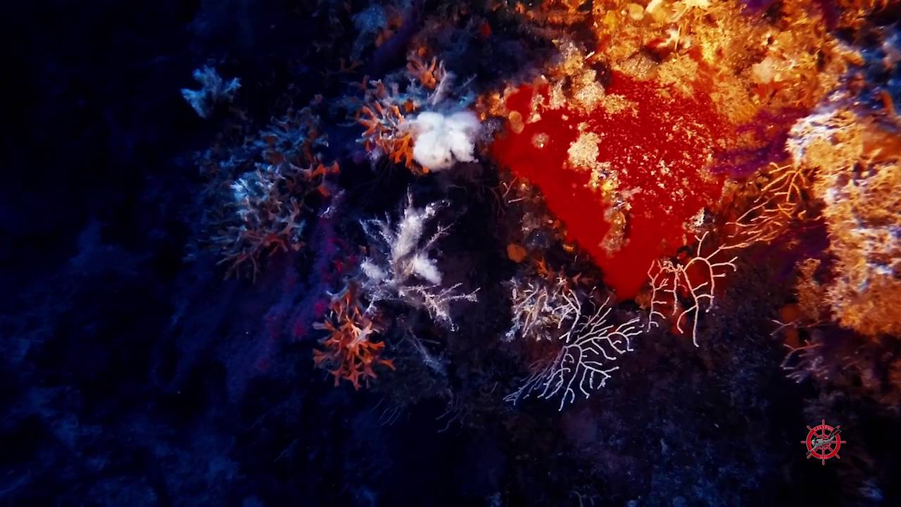 Immersioni a Punta di Capel Rosso Isola del Giglio