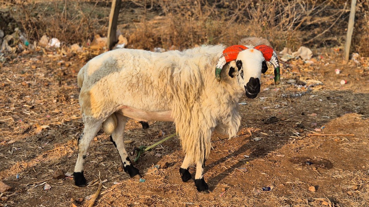 Duggawati sheep and goats market update Every Saturday morning bazar Karnataka India