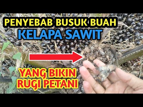 Jamur Busuk Buah Sawit