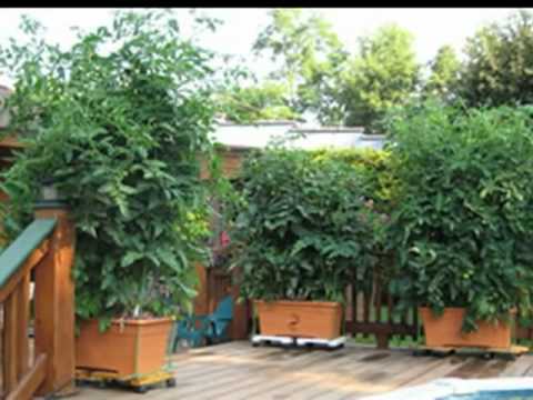 How to Grow on Your Patio