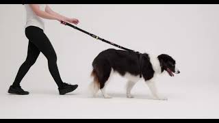 【澳洲EZYDOG】Click Leash Video 車用轉換牽繩｜世界首創專利安全扣｜搭配 EzyDog 安全帶使用 by EzyDog Taiwan 13 views 1 month ago 8 seconds