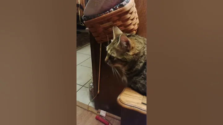 Meet my cats