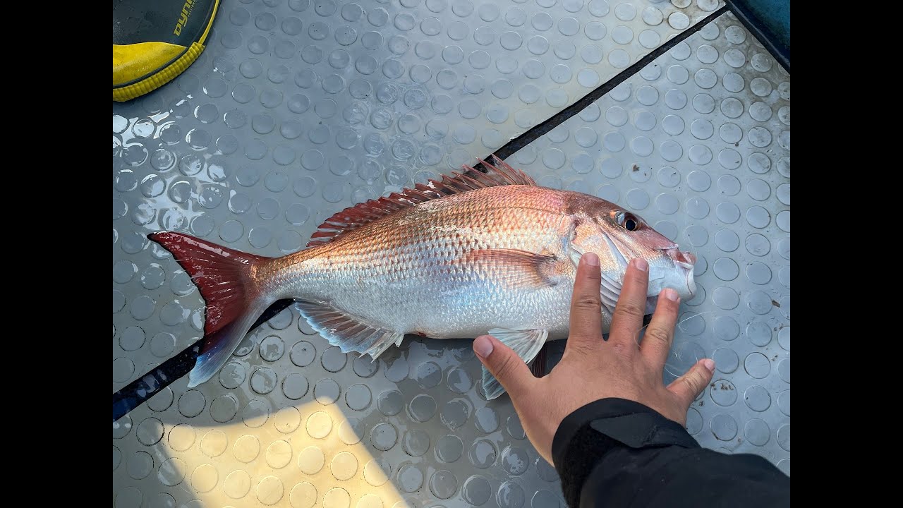 10/24 군산 아리울1호 타이라바 tairubber