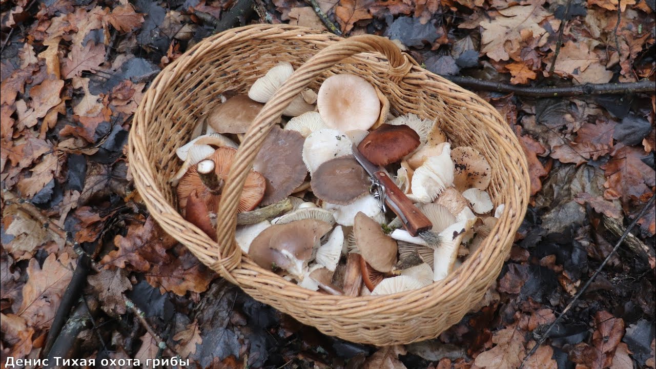 Старинный обряд для удачной грибной охоты