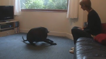 Checking verbal cue discrimination.wmv