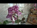 Орхидея Дикий кот. Сколько цветов на орхидеи и сколько месяцев цветёт?🍃