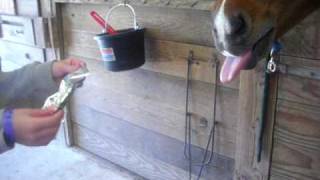 Horse Drinking Capri Sun