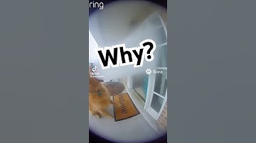 #sora2 #dog IMMA FIRIN MAH LAZAR!!