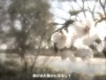 桜並木 タオルズ