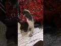 Cutest cat meowing to attract other cats #shorts