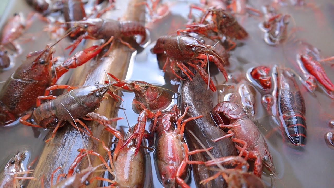 衝撃 タイヤのわだちでザリガニ大量捕獲 Youtube