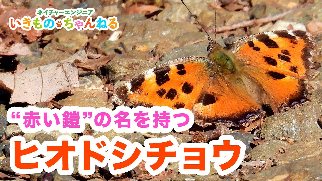 ヒオドシチョウ（緋縅蝶）｜赤い鎧の名を持つチョウ - YouTube
