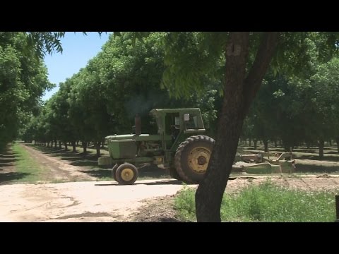 New Mexico pecan